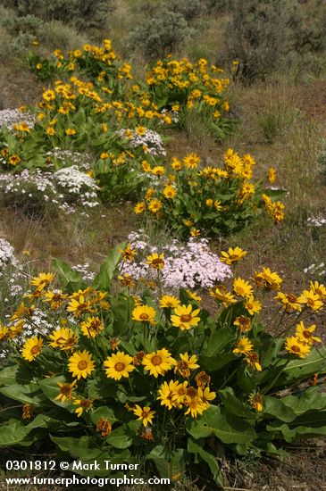 Arrowleaf Balsamroot w/ Showy Phlox