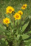 Arrowleaf Balsamroot