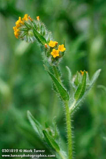 Tarweed Fiddleneck blossoms & stem detail