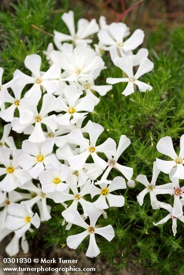 Cushion Phlox white form blossoms & foliage detail