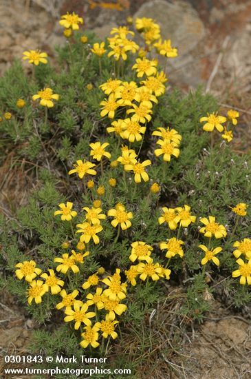 Narrowleaf Mock Goldenweed