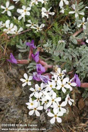 Cushion Phlox & Woolly-pod Milkvetch, detail