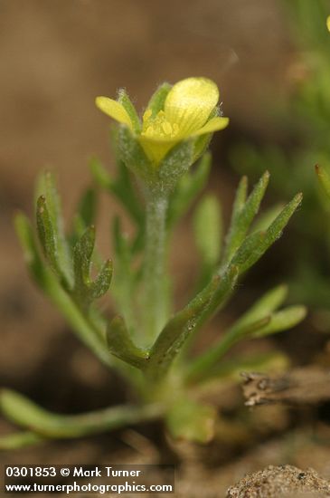 Hornseed Buttercup, detail