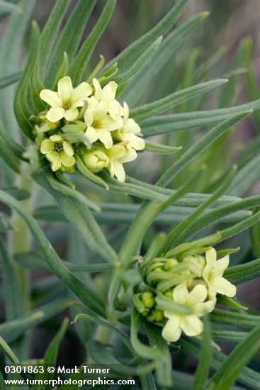 Puccoon blossoms & foliage detail