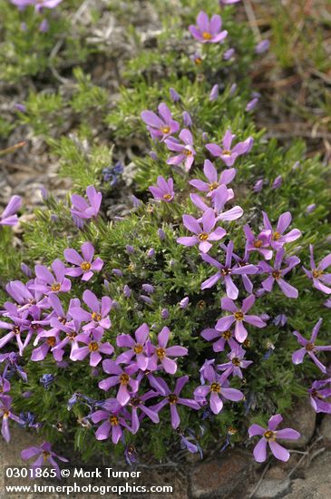 Cushion Phlox, blue-purple form