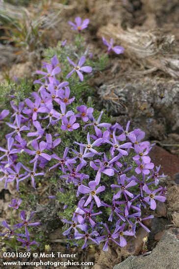 Cushion Phlox, blue-purple form