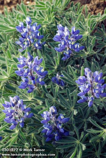 Prairie Lupine blossoms & foliage