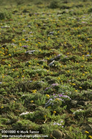 Cushion Phlox & Umtanum Ridge Desert Parsley on lithosol