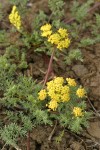 Umptanum Ridge Desert Parsley