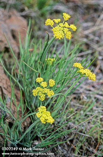 Nineleaf Biscuitroot