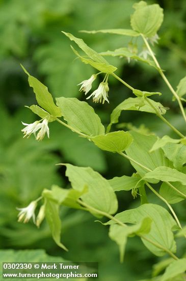 Hooker's Fairy Bells