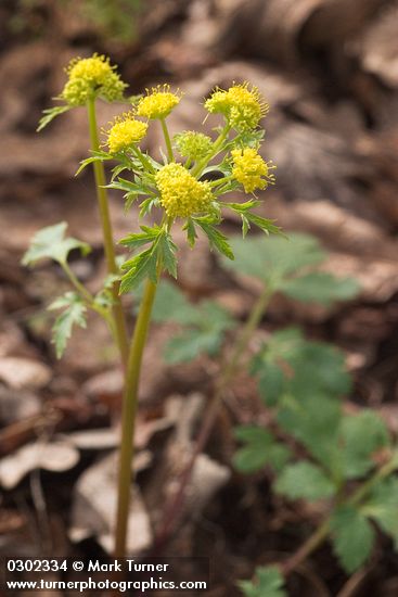 Sierra Snake Root blossoms & foliage