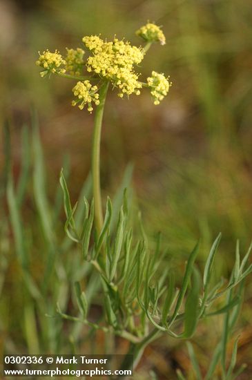 Nine-leaf Desert Parsley