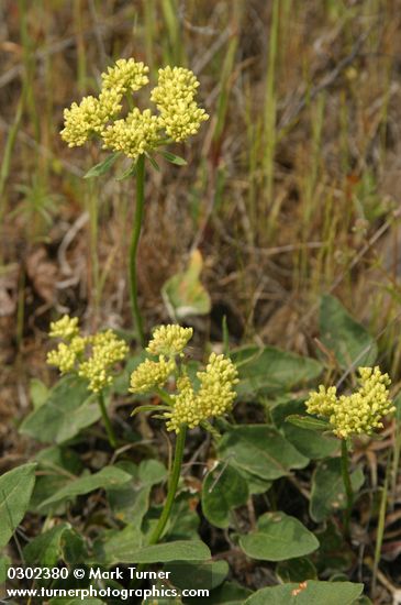 Heart-leaf Buckwheat (yellow form)