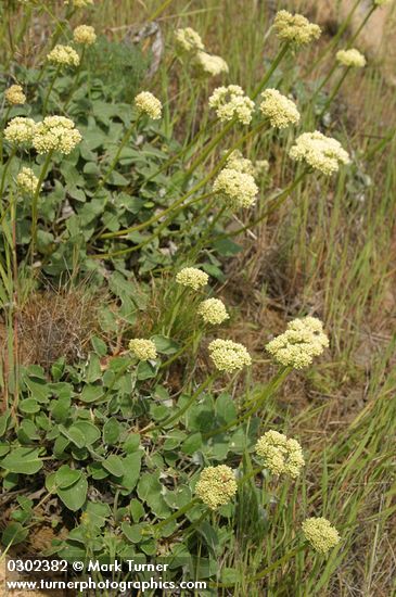 Heart-leaf Buckwheat (white form)