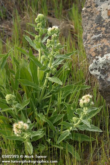 Silver-leaf Phacelia