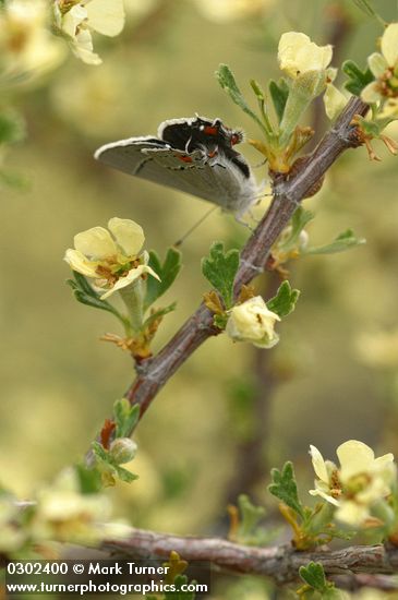Bitter Brush blossoms & foliage w/ butterfly