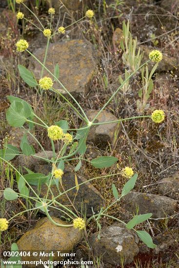 Bare-stem Desert Parsley