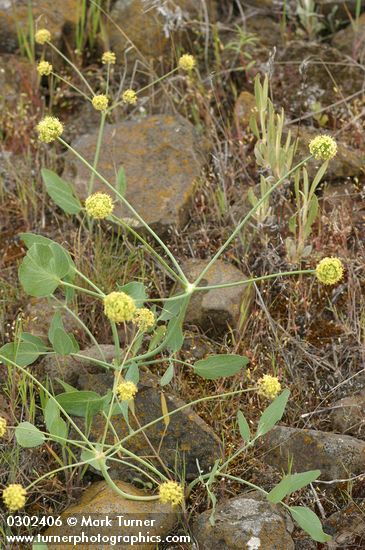 Bare-stem Desert Parsley
