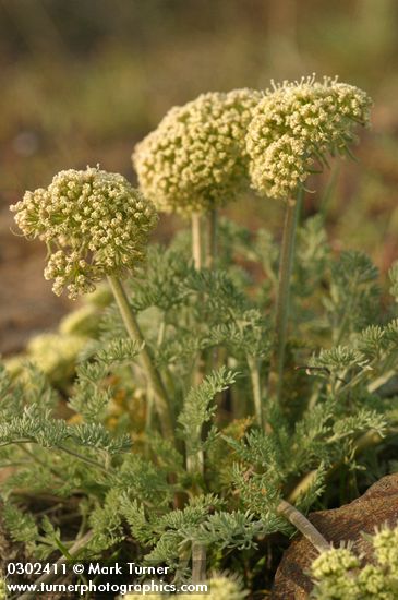 Gray-leaf Desert Parsley