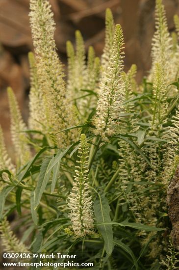 Thick-leaf Thelypody blossoms & foliage