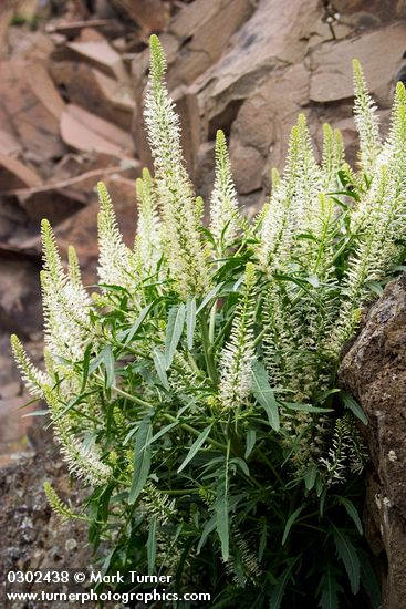 Thick-leaf Thelypody on basalt cliff
