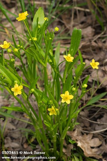 Plaintain-leaf Buttercup
