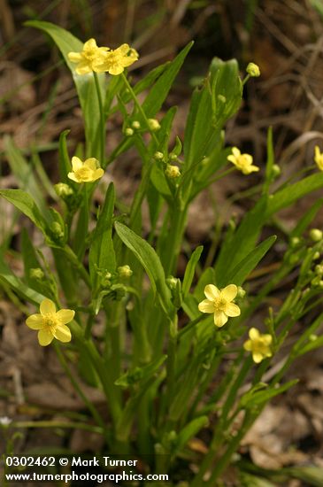 Plaintain-leaf Buttercup