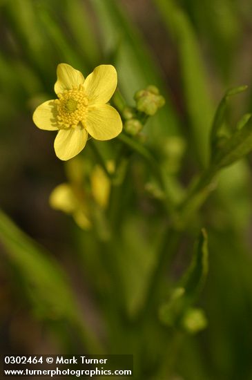 Plaintain-leaf Buttercup blossom detail