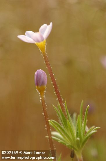 Baby Stars blossom & foliage detail