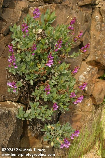Barrett's Penstemon on basalt cliff