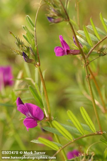 Common Vetch