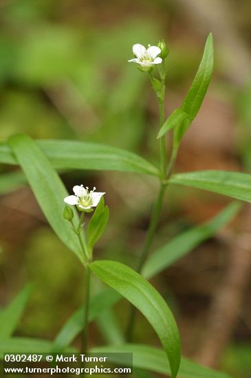 Big-leaved Sandwort