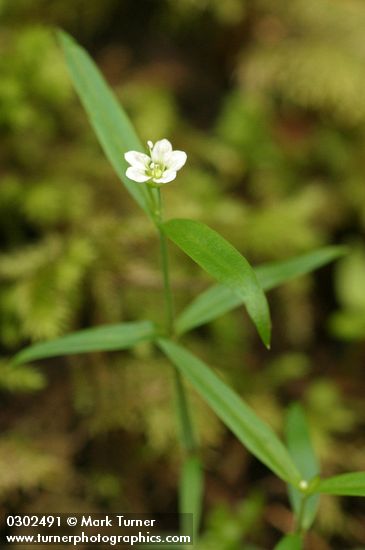 Big-leaved Sandwort