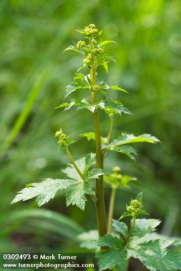 Pacific Sanicle blossoms & foliage