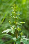 Pacific Sanicle blossoms & foliage