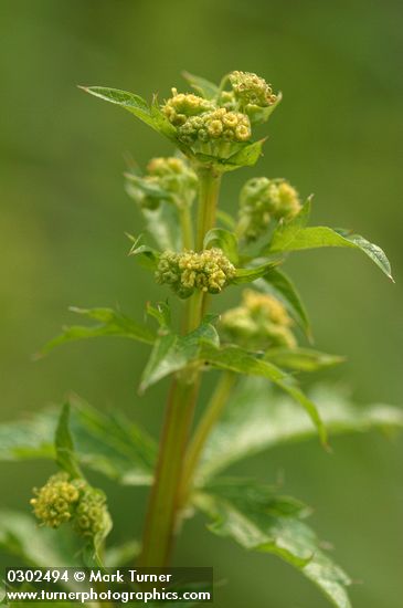 Pacific Sanicle blossoms & foliage detail