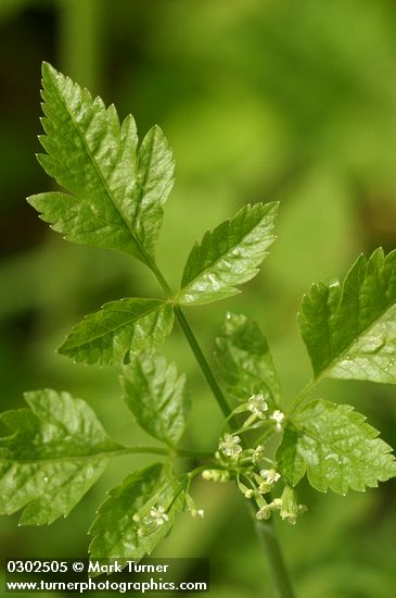 Mountain Sweet Cicely blossoms & foliage detail