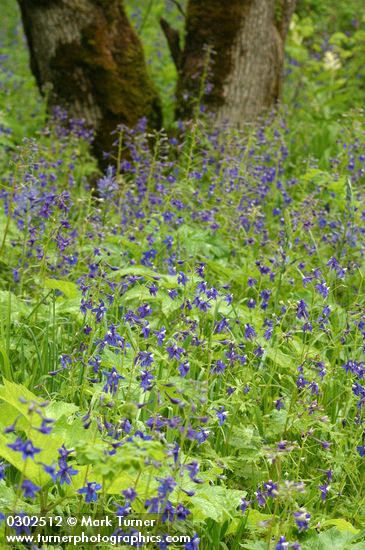 Tall (Poison) Larkspur in woodland w/ Bigleaf Maple trunks bkgnd