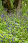 Tall (Poison) Larkspur in woodland w/ Bigleaf Maple trunks bkgnd