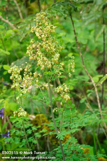Tall Western Meadow Rue