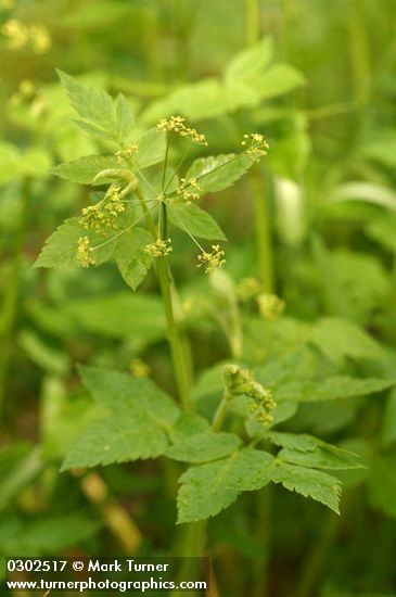 Western Sweet Cicely