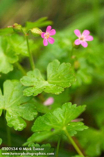 Shining Cranesbill