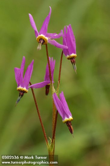 Henderson's Shooting Star blossoms detail