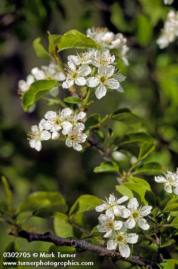 Bitter Cherry blossoms & foliage