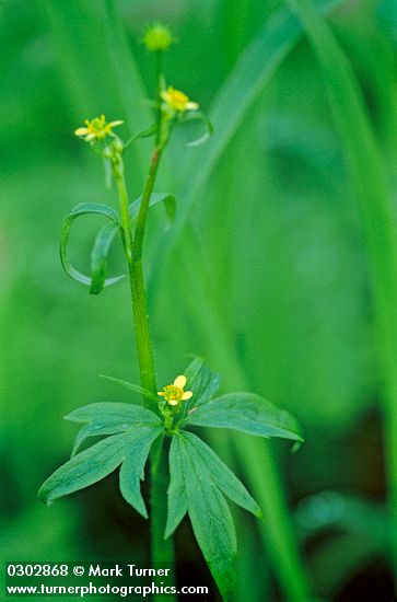 Woodland (Small-flowered) Buttercup blossoms & foliage