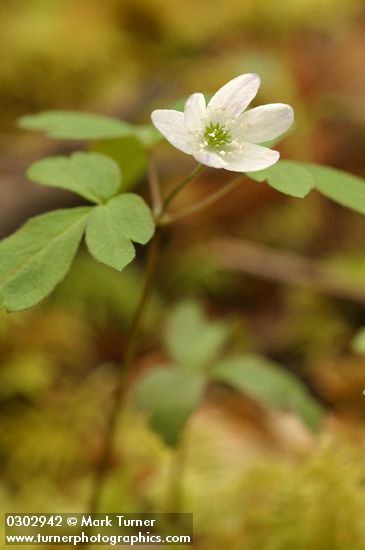 Oregon Anemone (white form)
