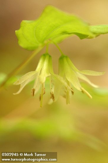 Hooker's Fairy Bells blossoms detail