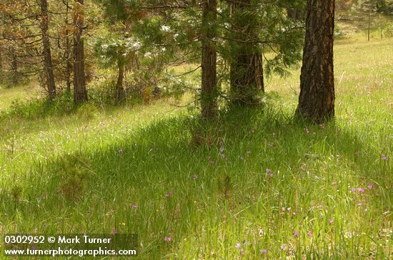 Jeffrey Pines in serpentine meadow w/ Henderson's Shooting Stars