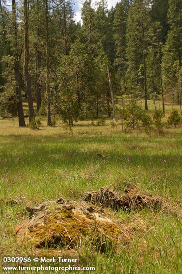 Jeffrey Pines in serpentine meadow w/ Henderson's Shooting Stars